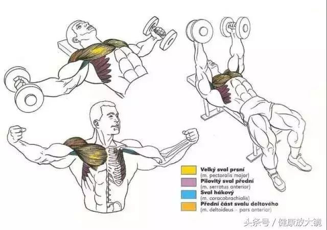 55组健身房器械动作指南！不再做“器械白痴”！