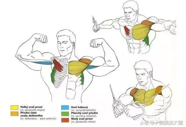 55组健身房器械动作指南！不再做“器械白痴”！