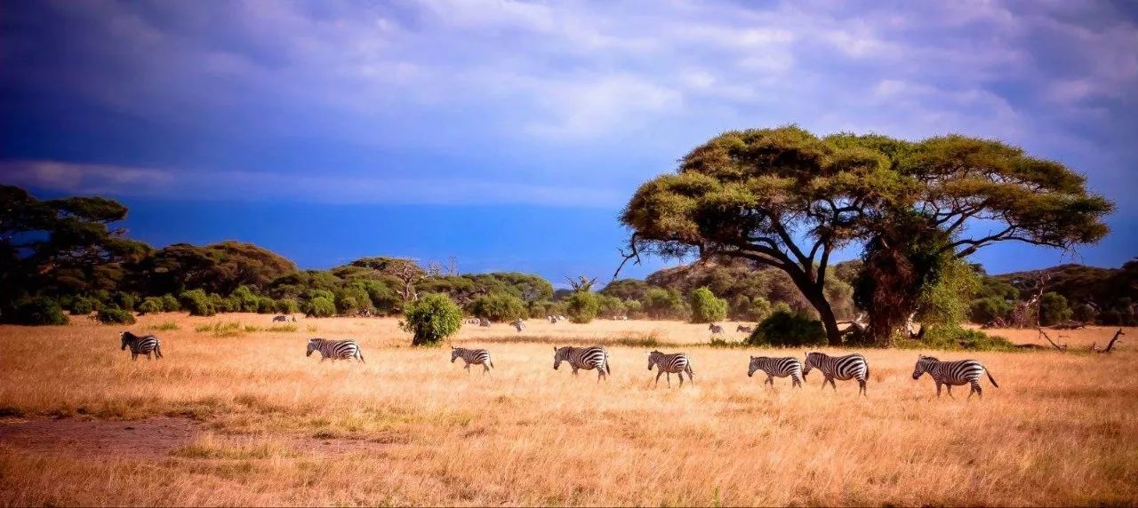 肯尼亚跑步军团｜饮食秘诀大曝光！