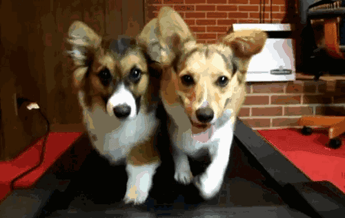 跑步好伴侣！有“汪”的跑者快举手！