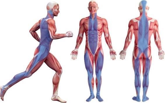 福利｜除了足底筋膜炎，我们更应该了解筋膜的这些好处！