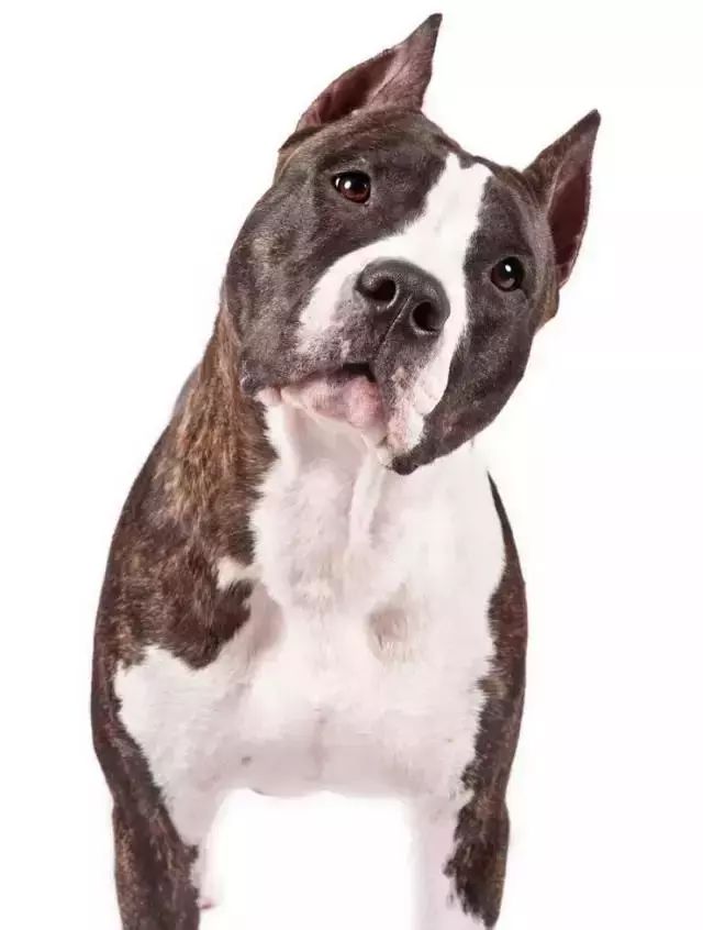 跑步好伴侣！有“汪”的跑者快举手！