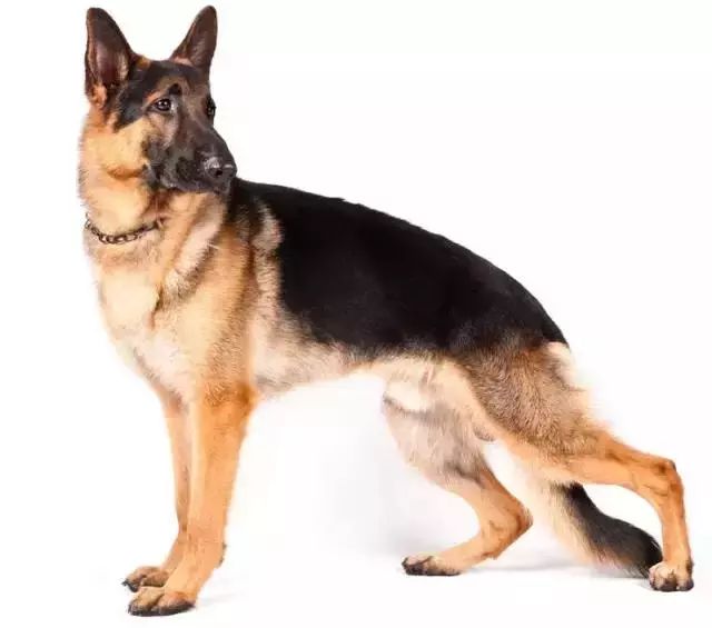 跑步好伴侣！有“汪”的跑者快举手！