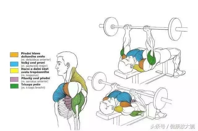 55组健身房器械动作指南！不再做“器械白痴”！