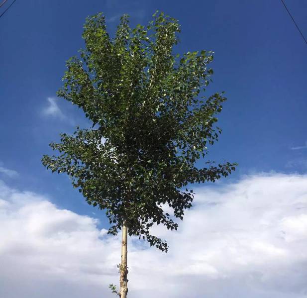 跑友分享｜奔跑路上的美小护