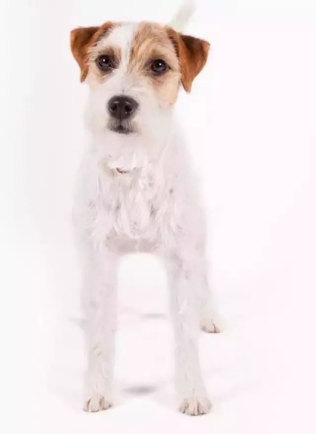 跑步好伴侣！有“汪”的跑者快举手！