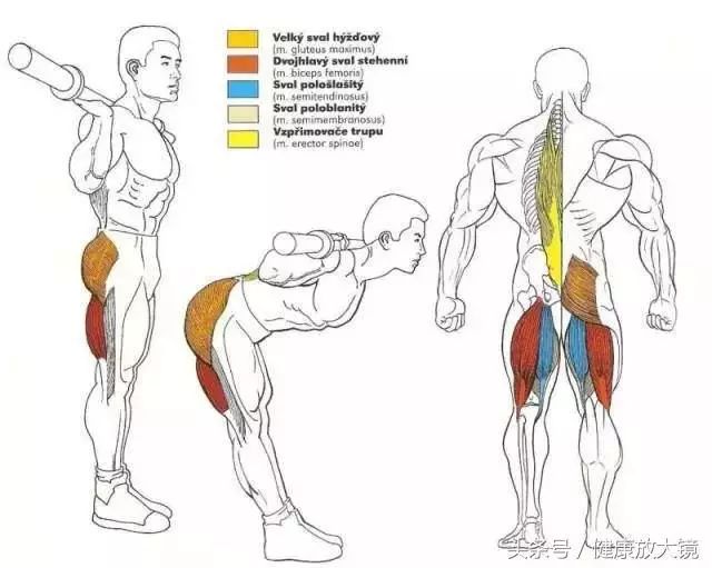 55组健身房器械动作指南！不再做“器械白痴”！