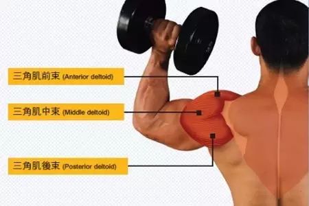 这些常被忽略的良心动作，才是打造完美身材的关键！