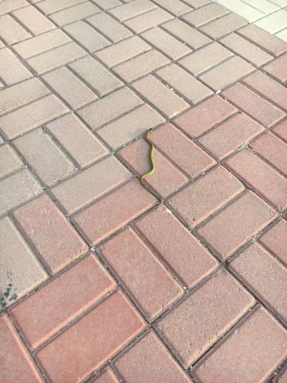 跑友分享｜奔跑路上的美小护