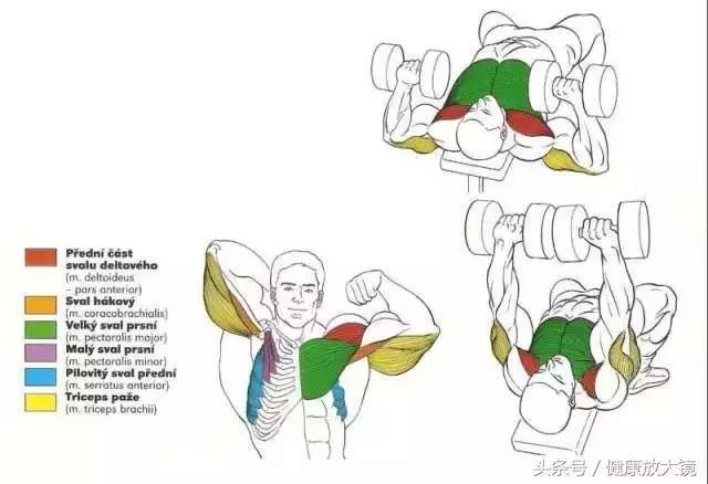 55组健身房器械动作指南！不再做“器械白痴”！