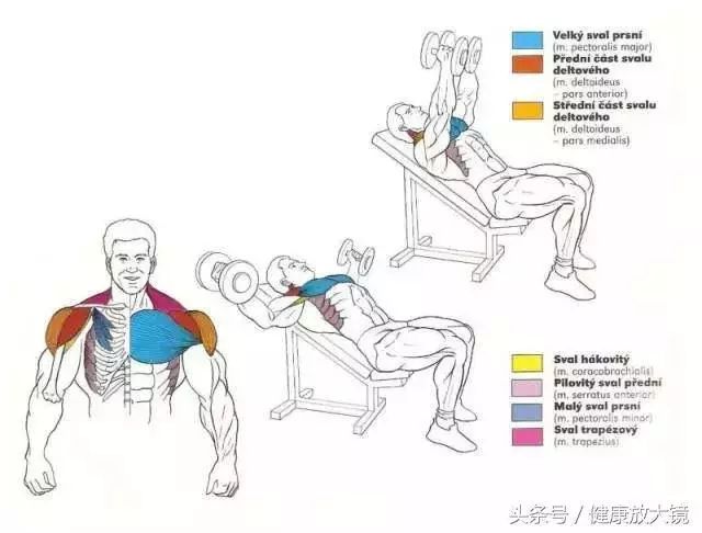 55组健身房器械动作指南！不再做“器械白痴”！