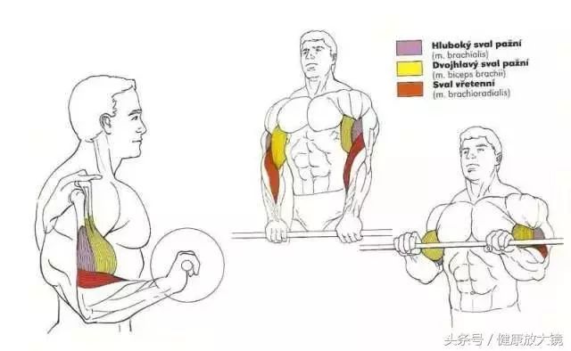 55组健身房器械动作指南！不再做“器械白痴”！