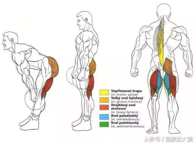 55组健身房器械动作指南！不再做“器械白痴”！