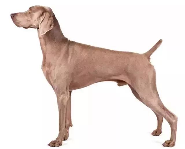 跑步好伴侣！有“汪”的跑者快举手！