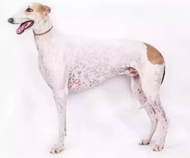 跑步好伴侣！有“汪”的跑者快举手！