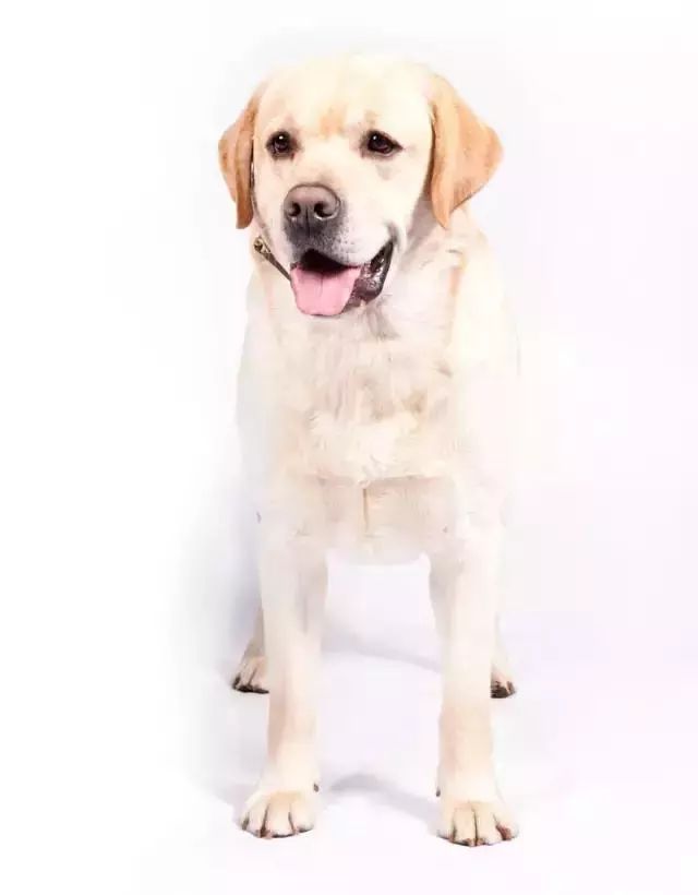 跑步好伴侣！有“汪”的跑者快举手！