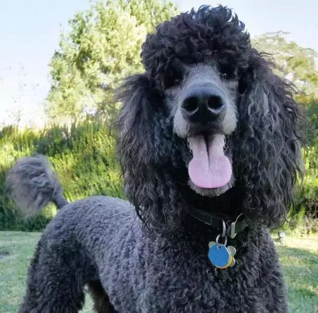 跑步好伴侣！有“汪”的跑者快举手！