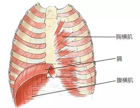 跑步岔气可预防！3个核心姿势帮你轻松做到！