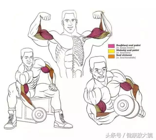 55组健身房器械动作指南！不再做“器械白痴”！