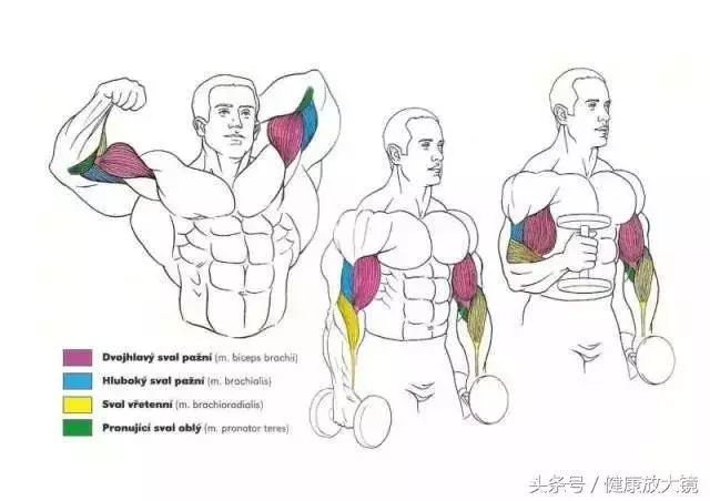 55组健身房器械动作指南！不再做“器械白痴”！