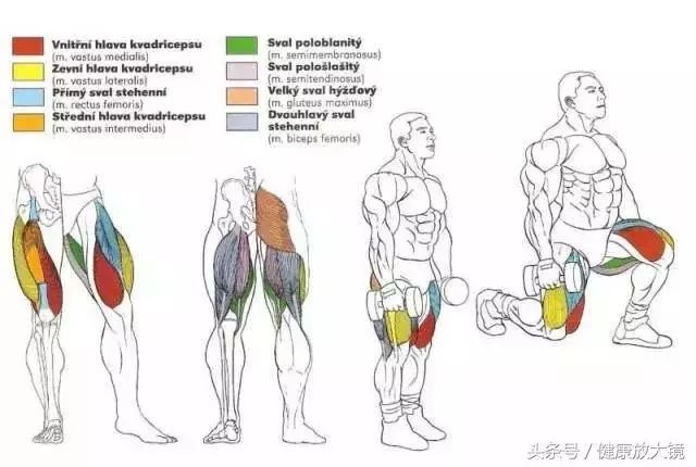 55组健身房器械动作指南！不再做“器械白痴”！