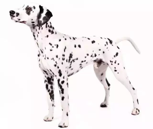 跑步好伴侣！有“汪”的跑者快举手！