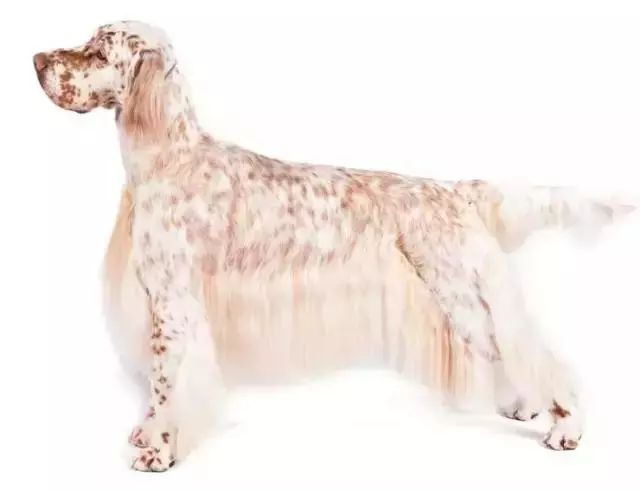 跑步好伴侣！有“汪”的跑者快举手！