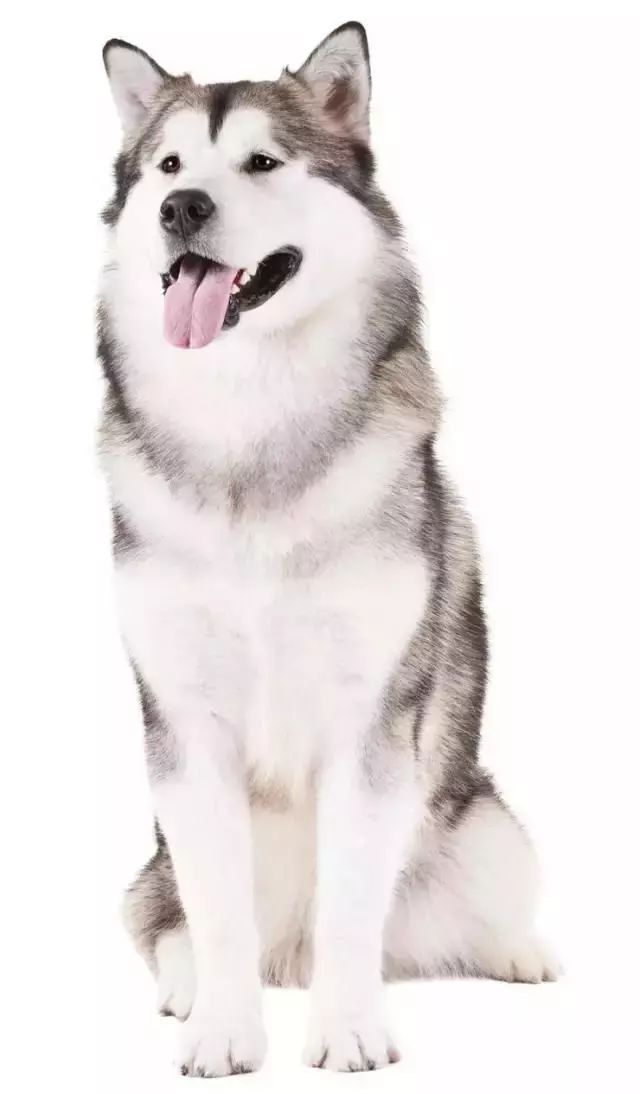 跑步好伴侣！有“汪”的跑者快举手！