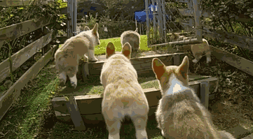 跑步好伴侣！有“汪”的跑者快举手！