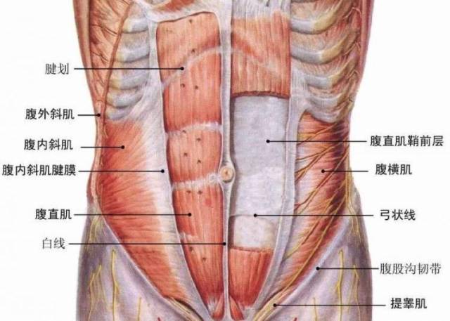 健身房撸铁&啪啪练腹肌｜你选哪个