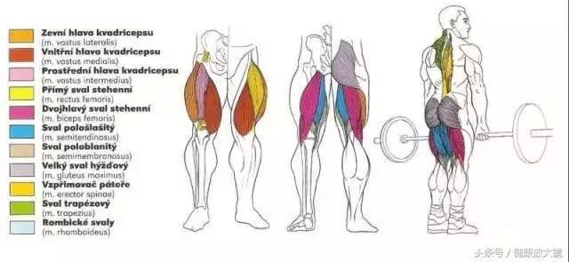 55组健身房器械动作指南！不再做“器械白痴”！
