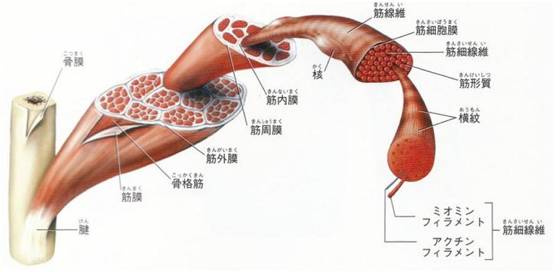 福利｜除了足底筋膜炎，我们更应该了解筋膜的这些好处！