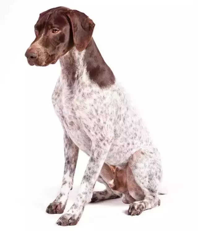 跑步好伴侣！有“汪”的跑者快举手！