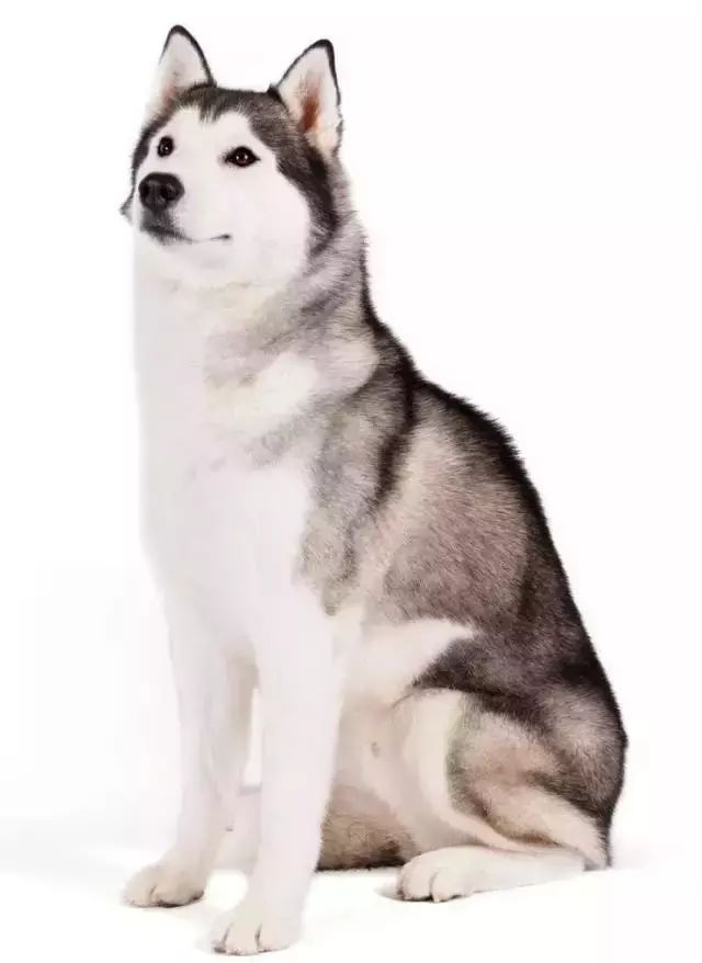 跑步好伴侣！有“汪”的跑者快举手！