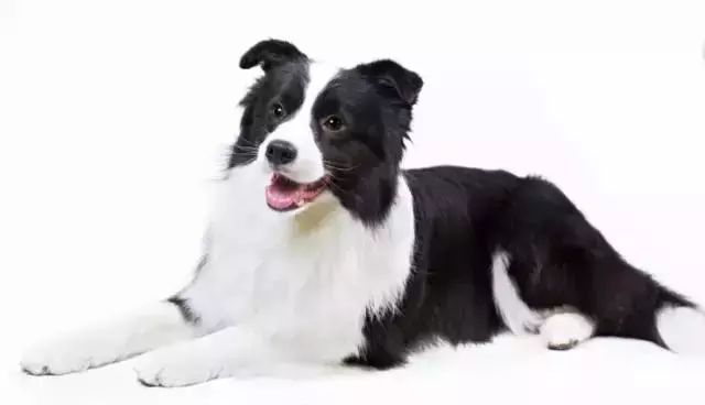 跑步好伴侣！有“汪”的跑者快举手！