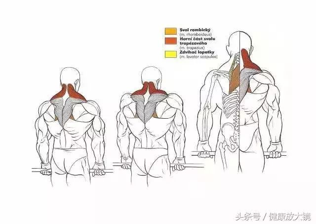 55组健身房器械动作指南！不再做“器械白痴”！