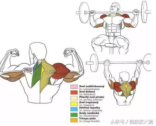 55组健身房器械动作指南！不再做“器械白痴”！