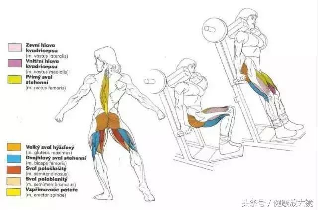 55组健身房器械动作指南！不再做“器械白痴”！