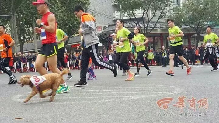 跑友分享｜彩虹伴我跑西马，一路看尽长安花