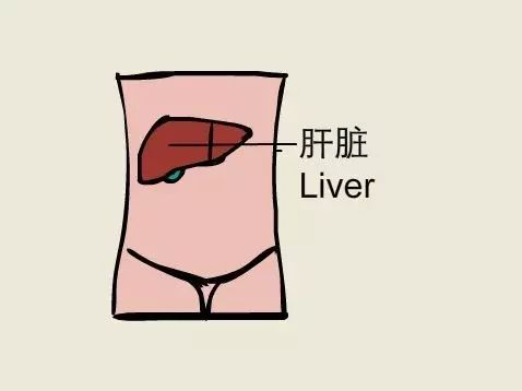 6大器官保健，只需一个对策！