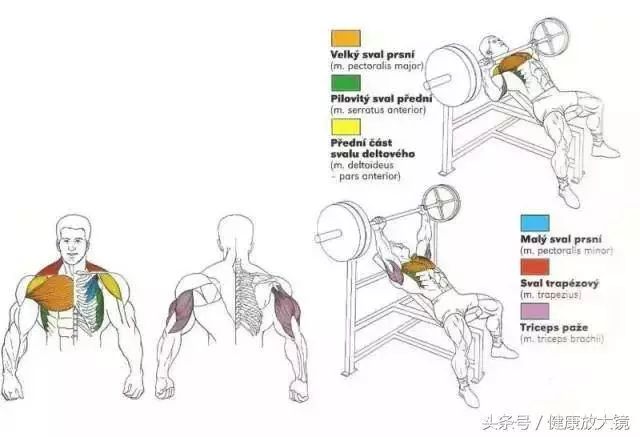 55组健身房器械动作指南！不再做“器械白痴”！