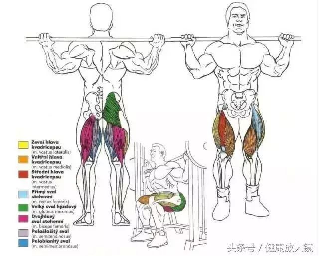 55组健身房器械动作指南！不再做“器械白痴”！