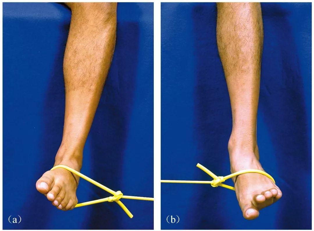 (d)让运动员用手将踝关节移至跖屈,对踝关节前肌肉进行拉伸.