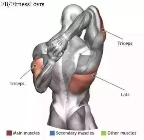 拉伸全解24式，为你的每一块肌肉找到最合适的拉伸动作！