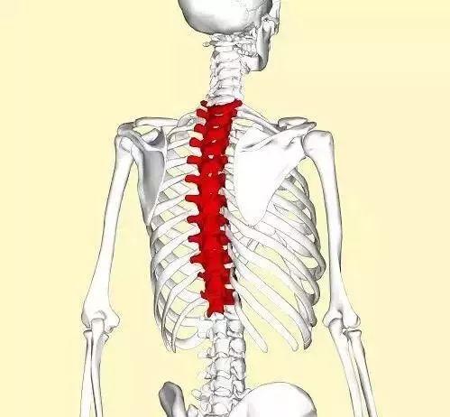 腰疼、肩颈疼？可能是你的胸椎出了问题！