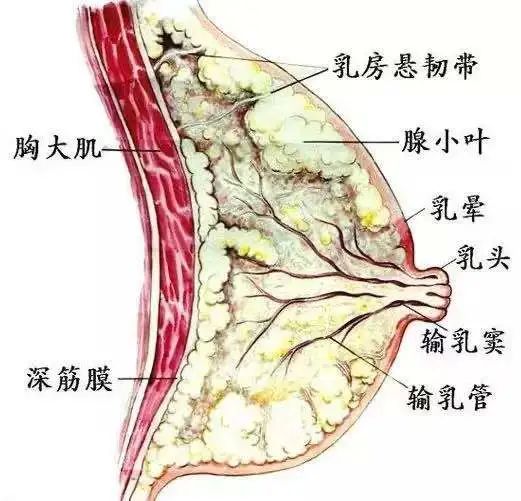 你和女明星之间，只差一件好看的运动背心！