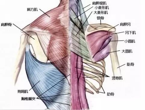 健身错题集.肩｜90%的人练肩动作都错了！
