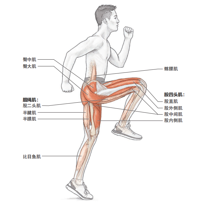 快速提升跑步的爆发力，这些基础跳跃动作一定要练起来！