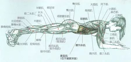 平板支撑｜四个要点，两个注意！