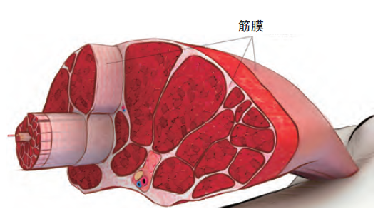 跑步造成的肌肉“扳机点”现象，只靠拉伸就足够消除了吗？